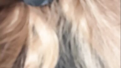 Ma chienne adore mon sperme - 5 image