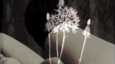 Dark Lantern Entertainment apresenta Vintage Amateurs - 2 image