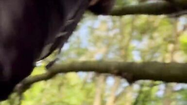 Posh Milf Enjoyed Anal in the woods - 7 image