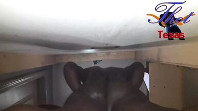 Thot in Texas - Gloryhole Real Amateur BBC Fucking my Wife Hairy Ebony Pussy - 13 image