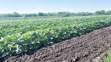 A slender brunette saw a field in which large zucchini grow, she was not at a loss and plucked a few pieces - 2 image
