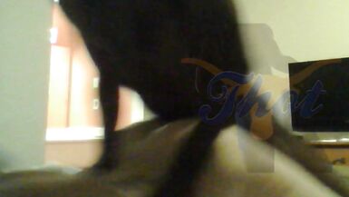 Three-Some and greater quantity Previews Old Clips - 6 image