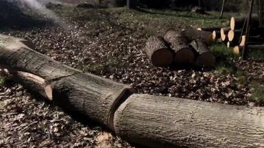 Leave the tree alone, come here and I'll fuck u nice - 3 image