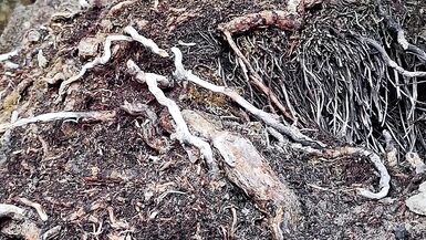 Fucked my pussy with icescicle