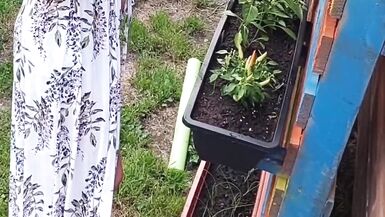 Giardinaggio senza maglietta! - 14 image