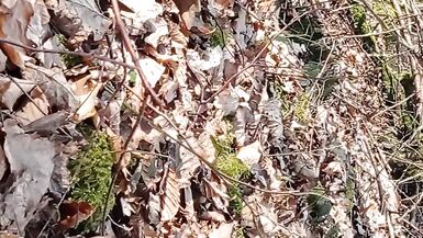 Ein wenig Sonnenschein im Wald - 13 image