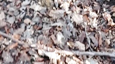 Ein wenig Sonnenschein im Wald - 3 image