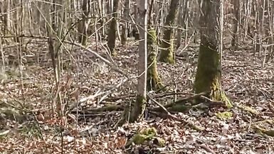 Ein wenig Sonnenschein im Wald - 4 image
