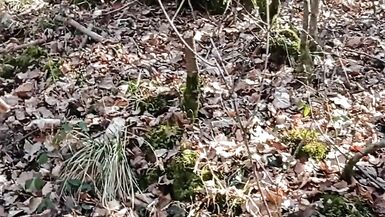 Ein wenig Sonnenschein im Wald - 6 image