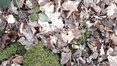Ein wenig Sonnenschein im Wald - 7 image