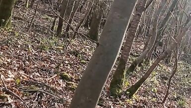 Ein wenig Sonnenschein im Wald - 8 image