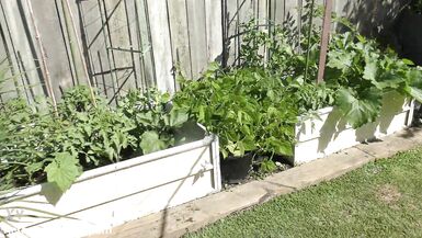 Kiwi trashy MILF pisses in the garden to make the vegetables taste even better - 2 image