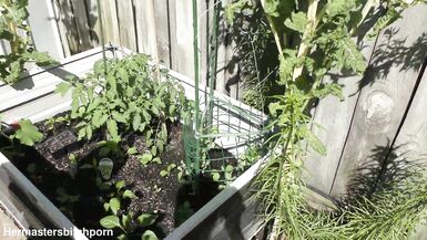 Kiwi trashy MILF pisses in the garden to make the vegetables taste even better - 4 image