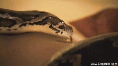 Bollywood's Erotic MILF Compilation: Big Tits, Brunettes, Desi, and oriental music.