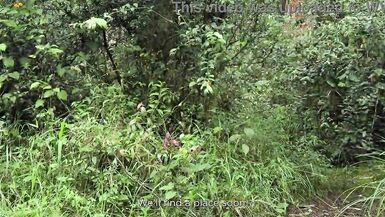 Andromeda Hot gets a wild surprise from a horny dude while alone in the woods