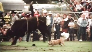 Wild Dallas Honey (1982, US, Honey Wilder, full movie, DVD) - 9 image